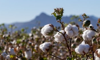 Pima vs Egyptian Cotton