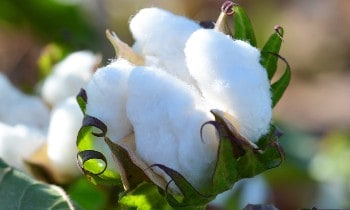 Pima cotton